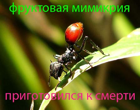Обнаружена фруктовая мимикрия муравьев, вызванная паразитом