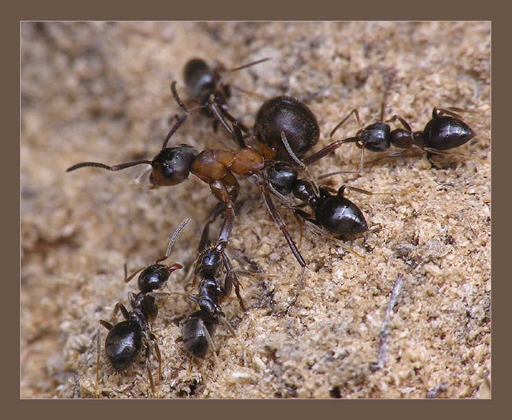 Какое развитие у муравья. Lasius Grandis. Муравей социальный паразит. Развитие муравья. Муравей школа.